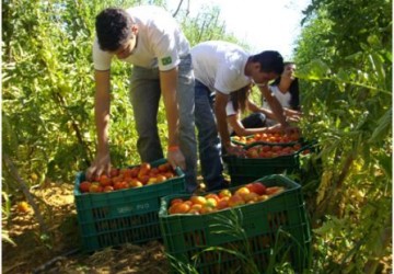 Alunos de Olericultura de Bom Jesus fornecem hortalias ao R.U.