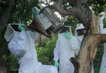 Alunos do CAF realizam captura de colnias de abelhas em Floriano