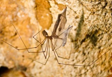Professor da UFPI descreve quatro novas espcies de aranhas