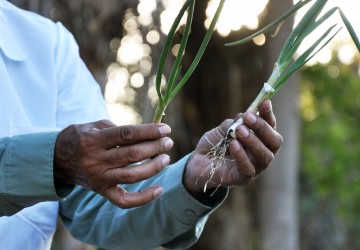 Inovaes no cultivo da cebolinha na UFPI podem aumentar produo no Piau